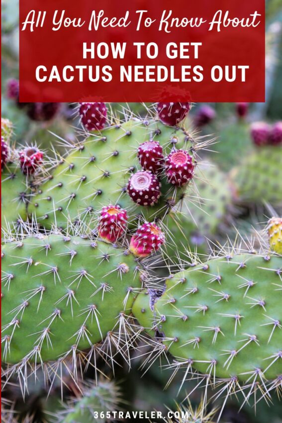 Ouch! How To Get Cactus Needles Out of Your Skin