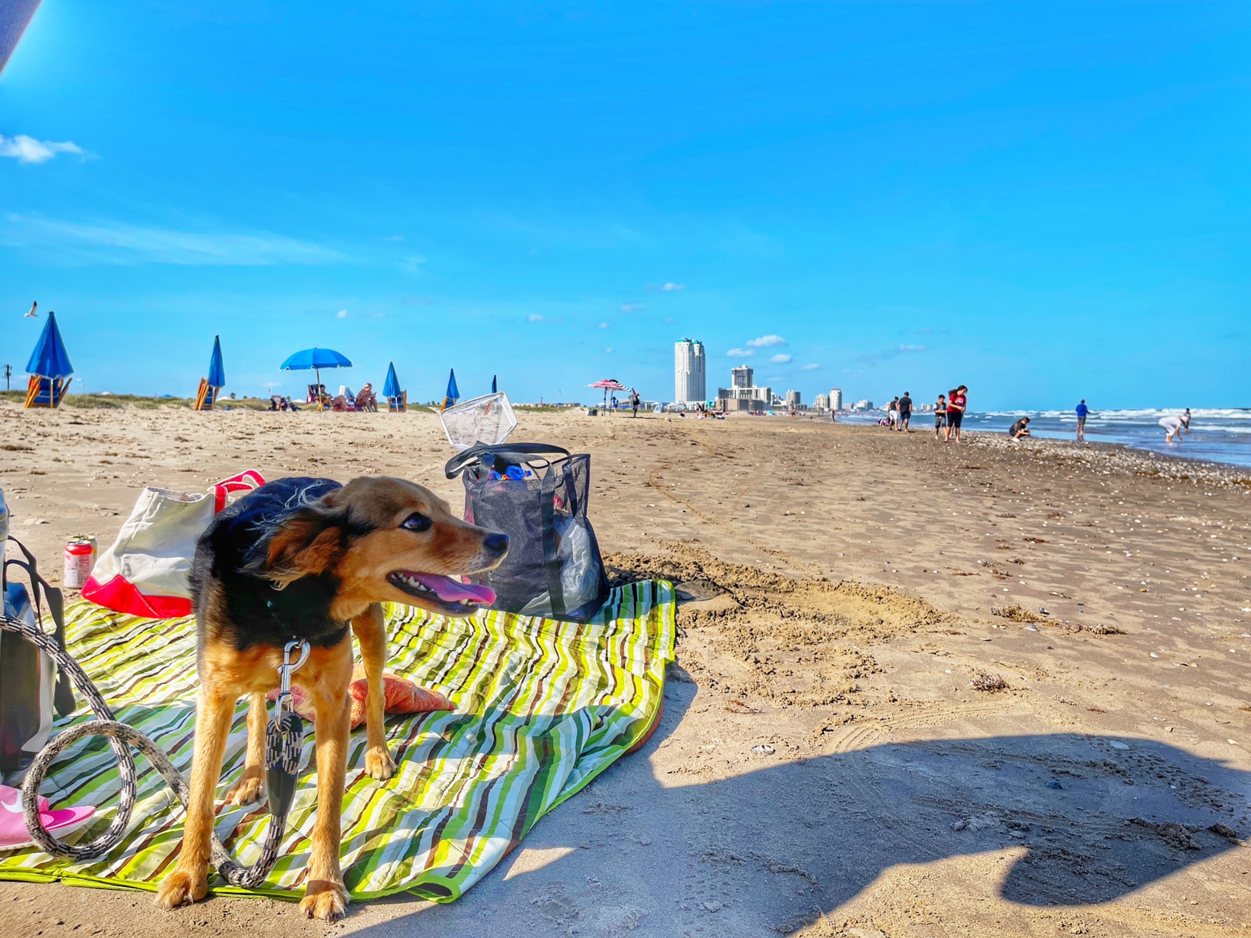 things to do in south padre island - dog friendly beach
