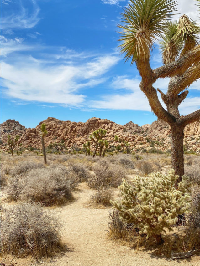 Things to do in Joshua Tree - Web Story