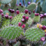 Ouch! How To Get Cactus Needles Out of Your Skin