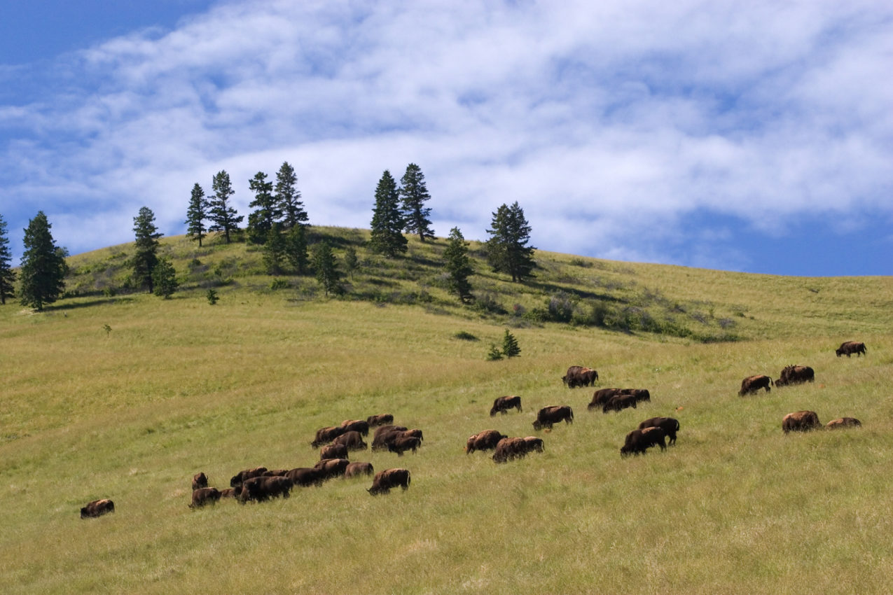 21 Phenomenal Things To Do in Montana Everyone Will Love