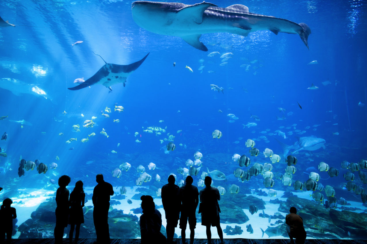 29 Best Aquariums in the U.S. You Have To Visit