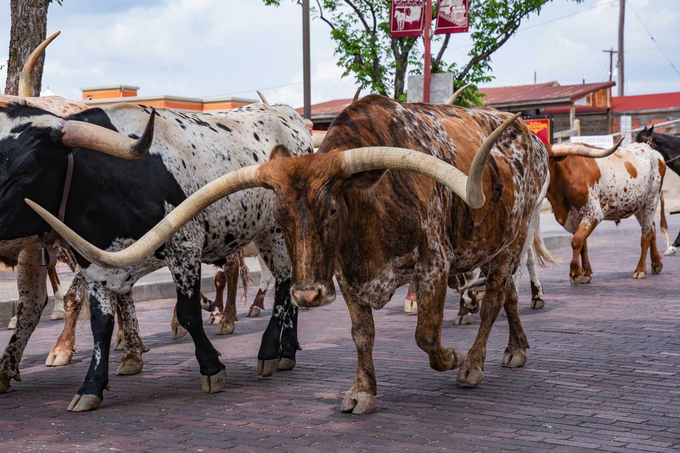 25+ Outstanding Things To Do In Fort Worth, Texas