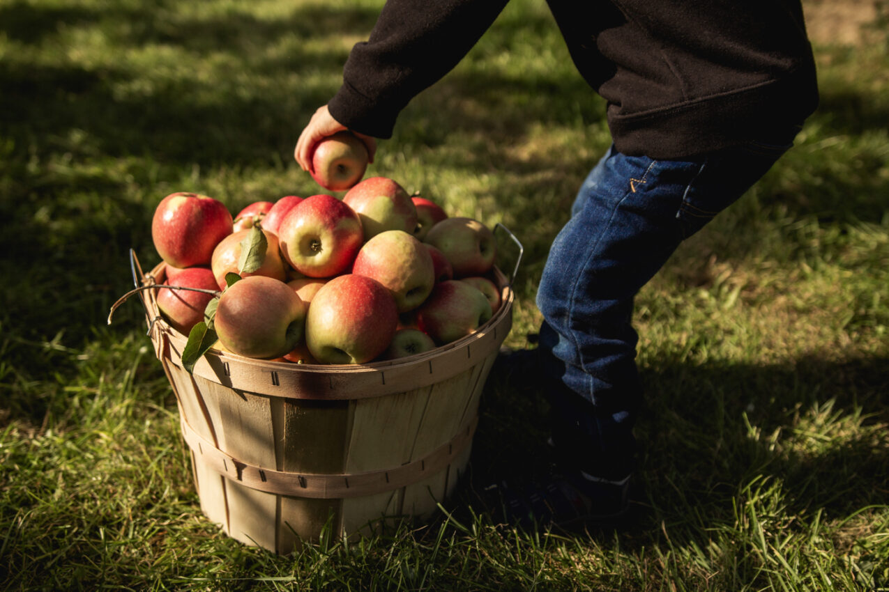 APPLE PICKING COLORADO: 11 GREAT SPOTS YOU'LL LOVE
